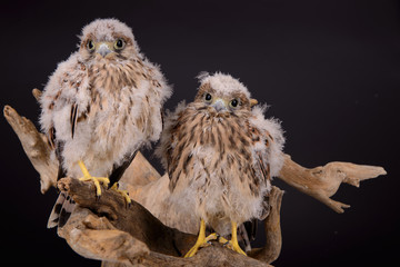 young chick hawk © inna_astakhova