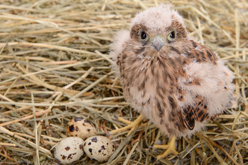 young falcon bird