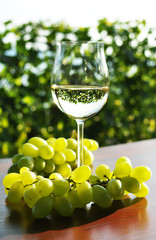 Wine and grapes. Lavaux region, Switzerland