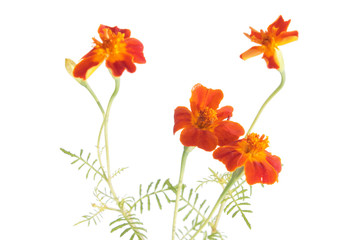 Orange signet marigold flowers isolated on white