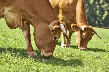 Crédence en verre imprimé Vache grazing cows