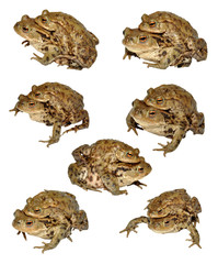 Common Toads