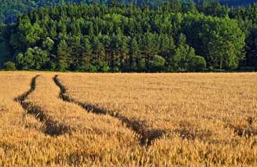 Ruts in the field with ripe grain