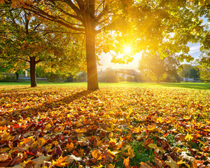 Sunny autumn foliage