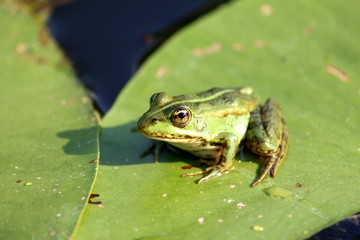 a Frog resting on a lotus leaf