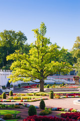 Obraz premium Oak of times of Great Peter in park Kadriorg. Tallinn