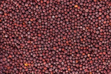 Mustard seeds