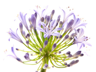 African Lily