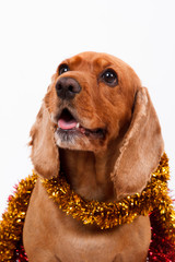 English Cocker Spaniel Dog and Christmas Ornament
