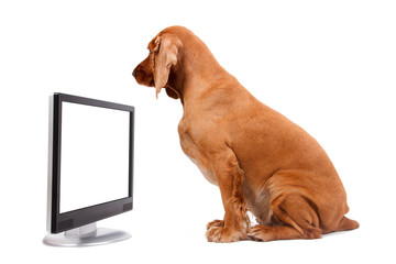 English Cocker Spaniel Dog Looking Blank Screen