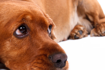 English Cocker Spaniel Dog Lying