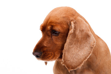 English Cocker Spaniel Dog Portrait