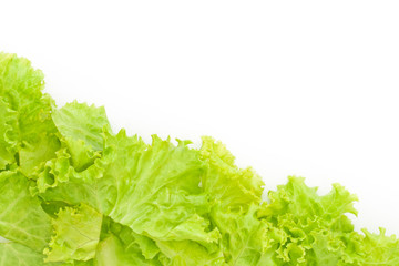 Littuce on white background