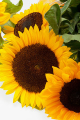 Sunflowers   isolated on white background