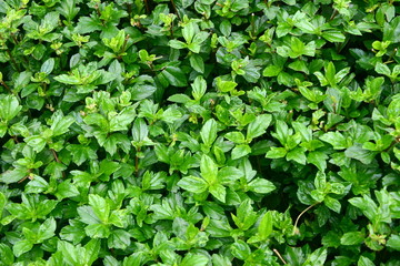 Green leaf Texture, Green background design tropic