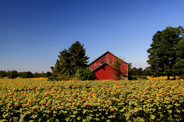 Sunflowers Farm.