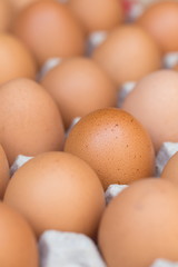 chicken eggs