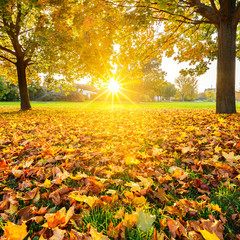 Sunny autumn foliage