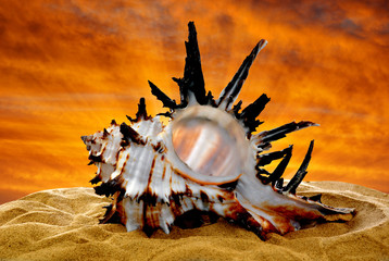 Fototapeta premium Conch shell on beach in the sunset