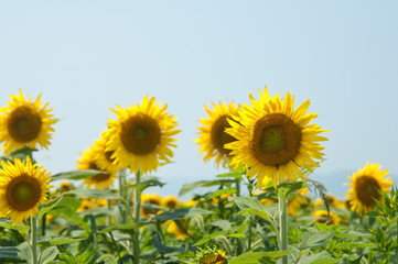 Obraz premium 夏とひまわり