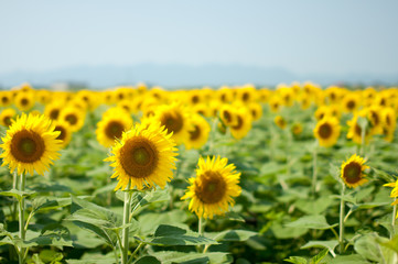 Fototapeta premium 夏とひまわり