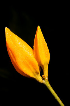 Close up of Gold Finger or Juanulloa aurantiaca in Thailand