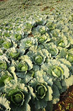 Convert fresh green cabbage.