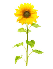 Sunflower plant isolated on white background.