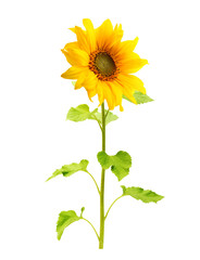 Fototapeta premium Sunflower plant isolated on white background.