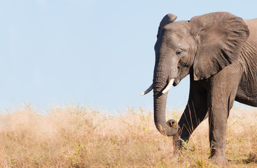 Fototapeta na wymiar Karmienie Elephant z miejsca na tekst