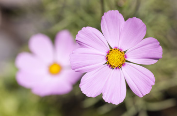 Beautiful cosmos flower