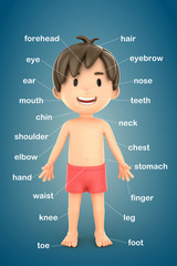 3d render of a boy showing parts of the body