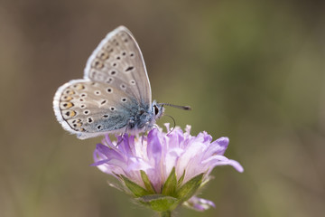 Obraz na płótnie Canvas Small blueish butterfly on flower
