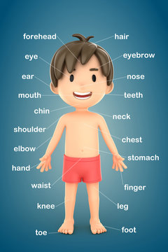 3d render of a boy showing parts of the body