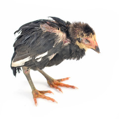 chicken isolated