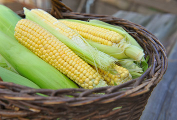 Fresh corn cobs in a basket