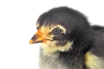 little chicken isolated