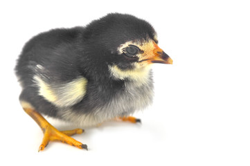 little chicken isolated