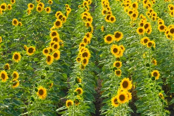 Abwaschbare Fototapete Sonnenblume Sonnenblumenfeld