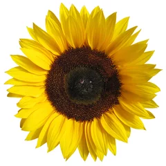 Papier Peint photo Lavable Tournesol The sunflower isolated on white background with a clipping path