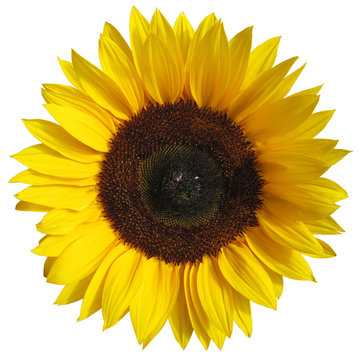 The sunflower isolated on white background with a clipping path
