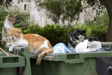 abandoned cats looking for food i
