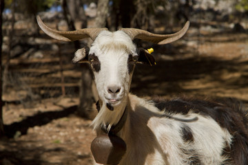 portrait of goats