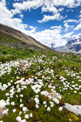 flora alpina