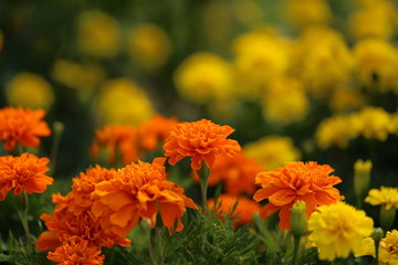 マリーゴールド