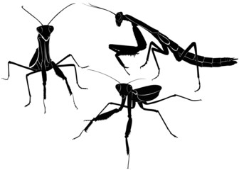 mantis animal isolated on white background