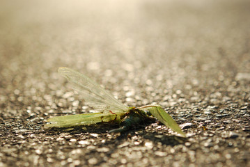 crushed grasshopper