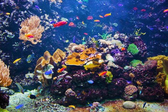 Fototapeta Podwodna scena z ryba, rafa koralowa
