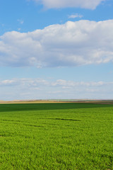 wheat field under the blue cloudy sky