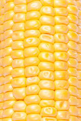 Corn background, macro closeup. texture